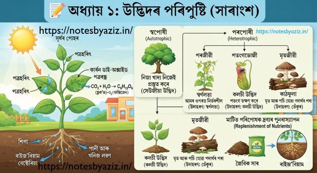 অধ্যায় ১: উদ্ভিদৰ পৰিপুষ্টি (সাৰাংশ)