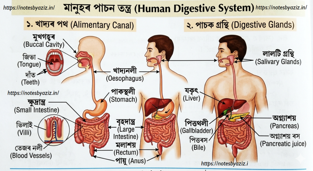 অধ্যায় ২ : শৰীৰত খাদ্যৰ ব্যৱহাৰ