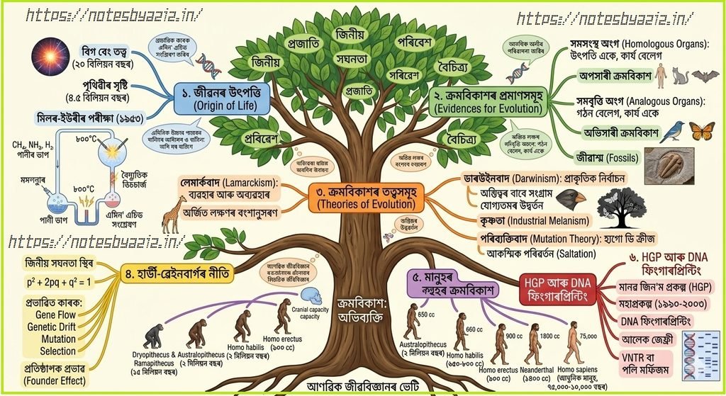 Evolution Summary Note In Assamese